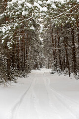 a narrow track from cars in the forest in winter, around there are trees without foliage and coniferous trees