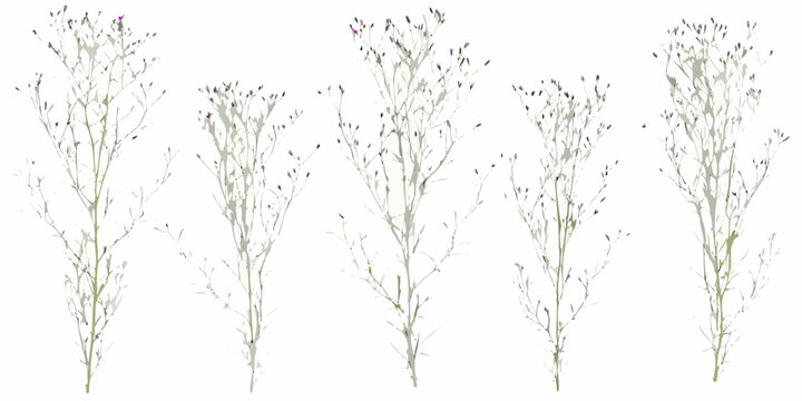 Delicate wildflower stems with small purple blooms on a white background