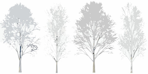 Silhouettes of birch trees against a bright white background