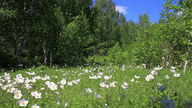 Video of field anemones swaying in wind in green meadow at the edge of forest on sunny day. Summer landscape. Natural background. Siberia, Buryatia, Tunka Nature Park, Arshan