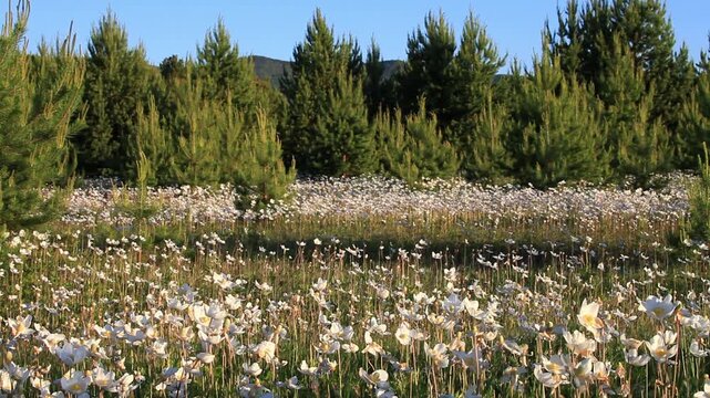 Video of summer landscape with multitude of blooming field anemones in green meadow at the edge of pine forest on sunny day at sunset. Natural background. Siberia, Buryatia, Tunka Nature Park, Arshan