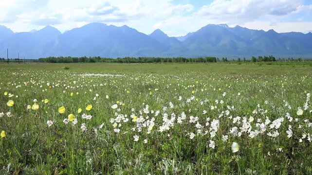Video of wind swaying field poppies and anemones in foothill valley on sunny spring day. Beautiful landscape. Natural backdrop. Siberia, Eastern Sayan Mountains, Tunka Nature Park, Arshan