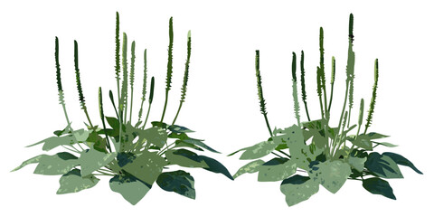 Stylized illustration of plantain weeds with upright flower spikes © MituRani