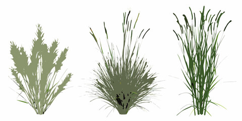 Illustration of three different types of green grasses or plants © MituRani