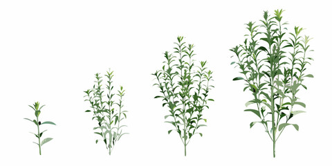 Illustration of plant growth stages from seedling to mature plant © MituRani