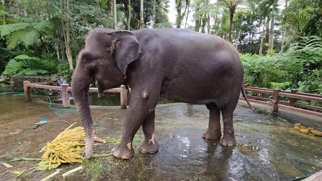 Sumatran elephant eating at the sanctuary for rescued Sumatran elephants in Indonesia.