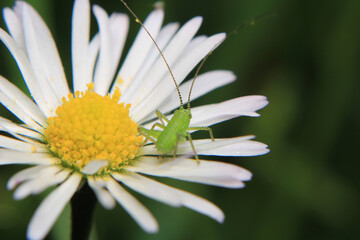 Natural Bellis Perennis Macro Photo  © Recep