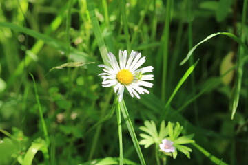 Natural Bellis Perennis Macro Photo  © Recep