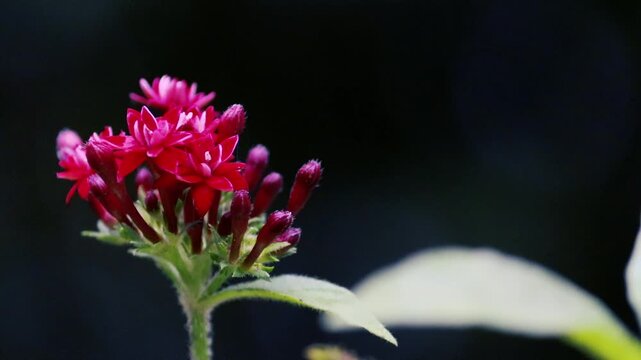 Vibrant Red Pentas Star Flowers Cluster Macro Close-up on Dark Background