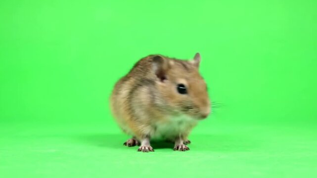 A charming and curious small gerbil with soft brown and white fur stands attentively on a vibrant green screen, ideal for compositing and pet-themed projects