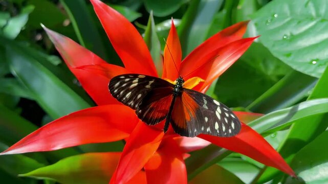 Tiger longwing butterfly perched on a vibrant red bromeliad flower in a garden