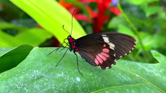 Cattle heart butterfly perched on a green leaf moving its proboscis in the garden