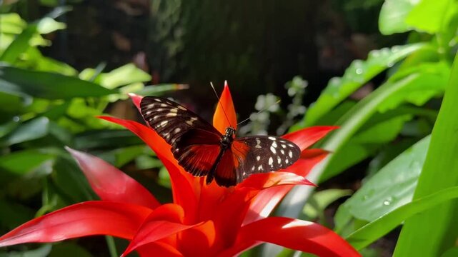 A beautiful butterfly with black and orange wings sits on a bright red bromeliad flower, surrounded by green tropical leaves in soft sunlight