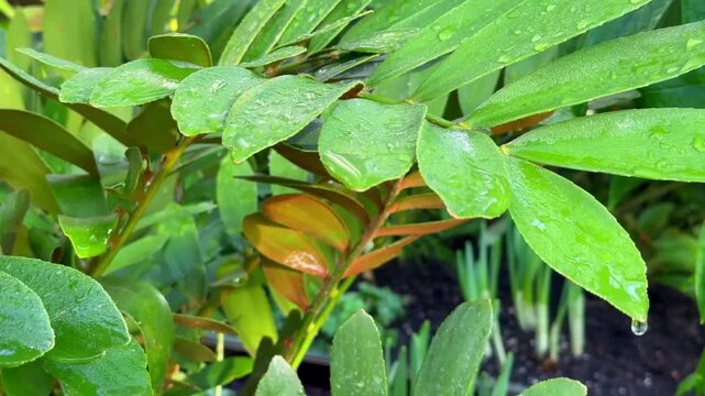 Green cardboard palm leaves with raindrops swaying gently in a lush outdoor garden