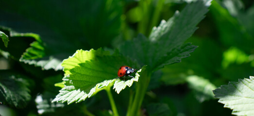 red ladybug on a green strawberry leaf © Yuliia Kotsiubailo