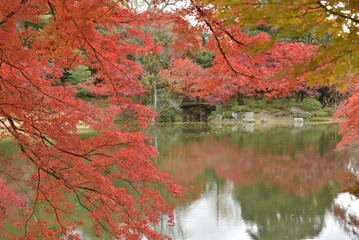 秋の京都仙洞御所　北池のモミジ(京都市上京区)