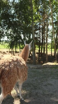 A llama is in a sunny area on a farm surrounded by trees. It grazes while occasionally looking around. The scene shows grass and earth with natural light filtering through the leaves.