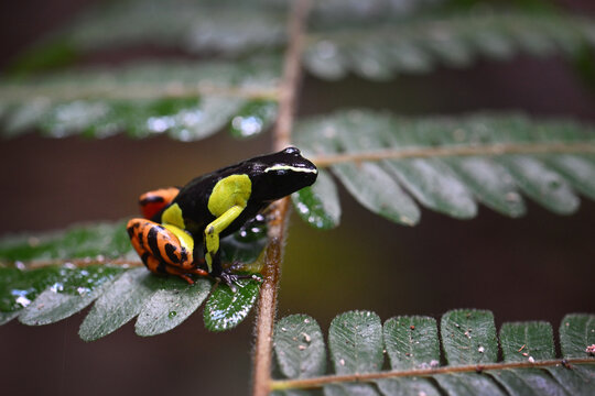 Baron's Mantella (Mantella baroni) poisonous frog perched on green fern plant leaf in Madagascar