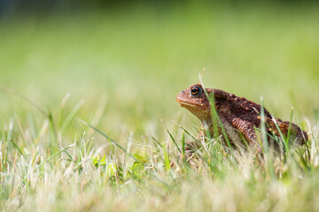 Obraz premium Common toad Bufo bufo sitting alert in grassy field.