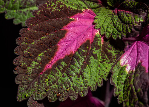 Dark coleus leaf with water droplets on black.