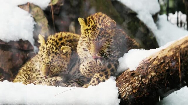 Two leopard cubs licking fur and playfully interacting, soft natural light, detailed spotted coats, tender sibling behavior, wildlife documentary style, shallow depth of field, natural background