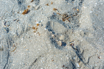Sandy beach surface with scattered seashells and textures.