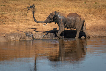 Fototapeta premium One elephant walking in a river and splashing water in the air