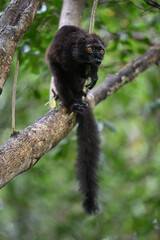 Fototapeta premium Female Black Lemur (Eulemur macaco) perched on orange peeling bark of a Commiphora (Vazaha) tree in Madagascar 