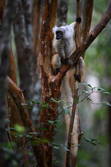 Female Black Lemur (Eulemur macaco) perched on orange peeling bark of a Commiphora (Vazaha) tree in Madagascar