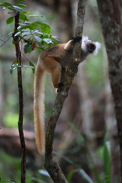 Female Black lemur (Eulemur macaco) with white ear tufts perched on a tree in Madagascar rainforest
