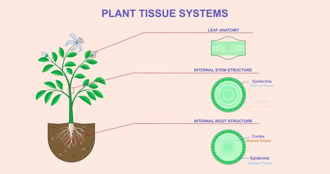 Plant Tissue Systems. Moving banner and Educational Biological Infographics with diagram of anatomical structure of leaves, stems and roots of plants. Flat graphic animated cartoon