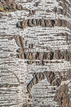 Close-up of the bark of a gray poplar tree