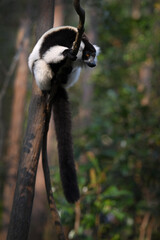 Fototapeta premium Black-and-white Ruffed Lemur Hanging on Liana in Madagascar Rainforest