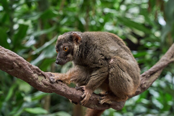 Obraz premium Small-toothed Sportive Lemur (Lepilemur Microdon) Perched on a Tree Branch