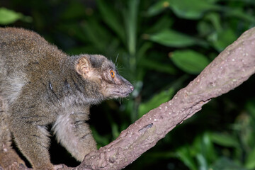 Obraz premium Small-toothed Sportive Lemur (Lepilemur Microdon) Perched on a Tree Branch