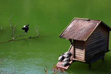 Cormorant perched on branch near turtle house on green lake. A great cormorant spreading its wings...
