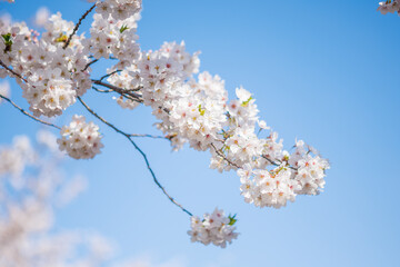 Obraz premium Full-bloom cherry blossom branch against a blue sky with soft sakura bokeh 