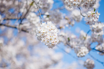 cherry blossoms in spring