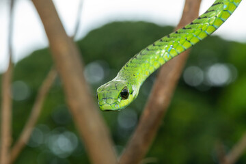 Fototapeta premium Close-up of a defensive male boomslang (Dispholidus typus), also known as a tree snake or African tree snake. Africa’s shy but deadly venomous snake