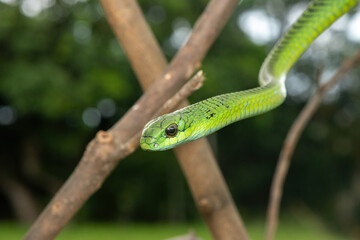 Fototapeta premium Close-up of a defensive male boomslang (Dispholidus typus), also known as a tree snake or African tree snake. Africa’s shy but deadly venomous snake