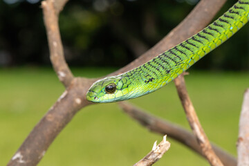 Fototapeta premium Close-up of a defensive male boomslang (Dispholidus typus), also known as a tree snake or African tree snake. Africa’s shy but deadly venomous snake