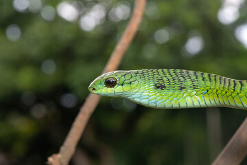 Fototapeta premium Close-up of a defensive male boomslang (Dispholidus typus), also known as a tree snake or African tree snake. Africa’s shy but deadly venomous snake