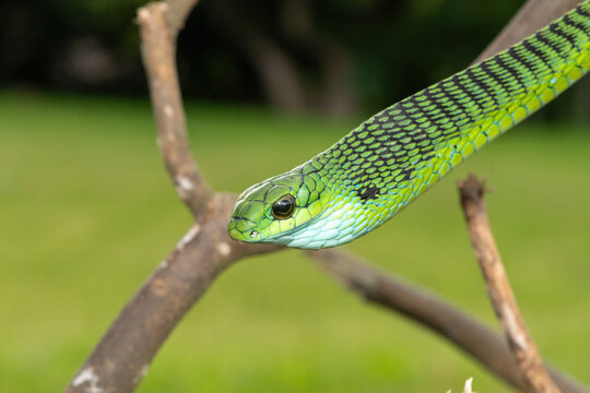 Close-up of a defensive male boomslang (Dispholidus typus), also known as a tree snake or African tree snake. Africa&rsquo;s shy but deadly venomous snake