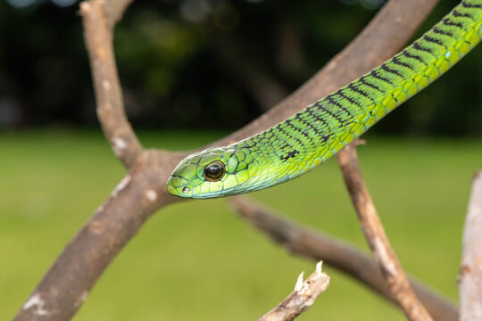 Close-up of a defensive male boomslang (Dispholidus typus), also known as a tree snake or African tree snake. Africa&rsquo;s shy but deadly venomous snake