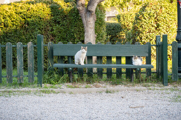 cats on a park bench © ImagoRoom