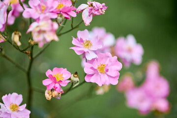 Obraz premium Delicate pink rose blossoms in natural garden setting