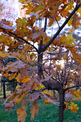 Golden oak leaves cover branches of a tree in a park.