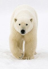 Fototapeta premium Majestic polar bear in snow