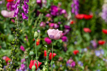 Beautiful garden flowers blooming in spring. Red and pink poppies and foxgloves in a flowerbed. Norfolk England © mreco