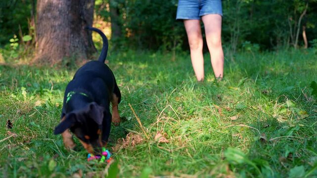 Happy dog running outdoors with ball dog toy in mouth. Active pet enjoying summertime outdoors. Puppy in green meadow playful companionship. Pet love